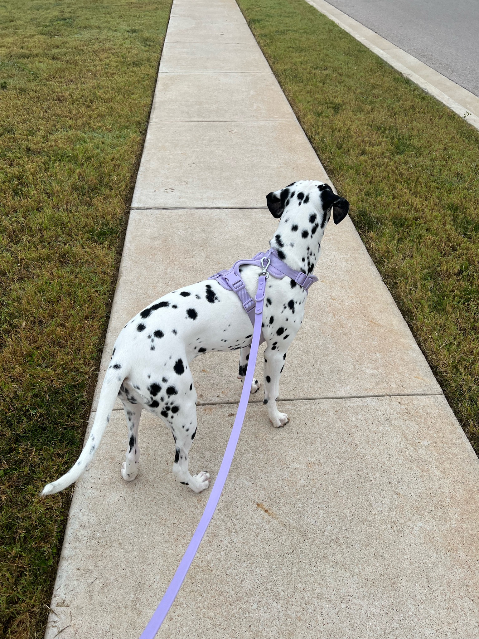 matching dog harness and leash set 🤍

#LTKhome #LTKtravel #LTKGiftGuide