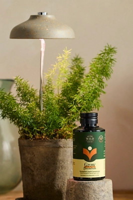 We the Wild Desk Plant Grow Kit | Anthropologie (US)