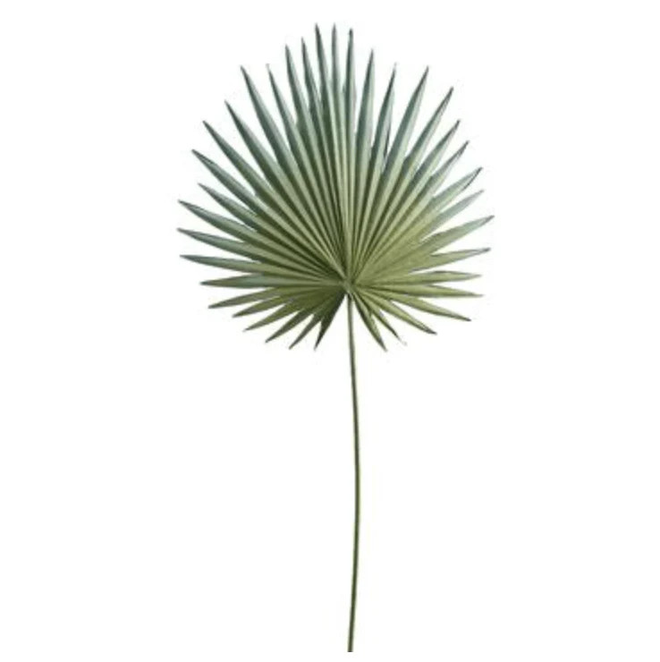 Grey Green Fan Palm | Megan Molten
