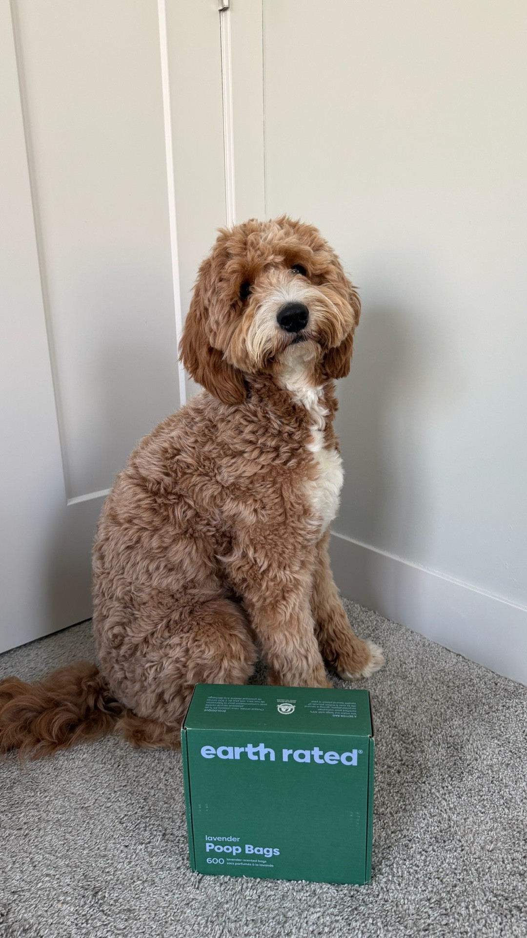 One of those things I refuse to run out of as a dog owner 😅 

They are extra long, extra strong and 100% leak-proof so your hands will stay clean and dry when your out with your dog!


#dogsofinstagram #dogessentials #petmusthaves #dogmom #goldendoodle @earthrated 