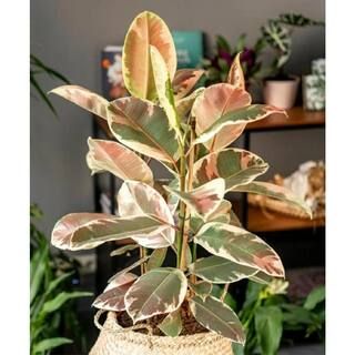 6 in. Tineke Ficus Plant | The Home Depot