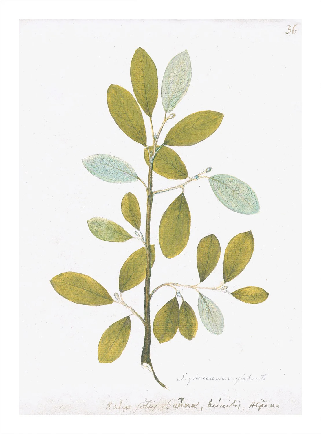 Remastered 18th C. Swedish Botanicals | Paloma & Co.