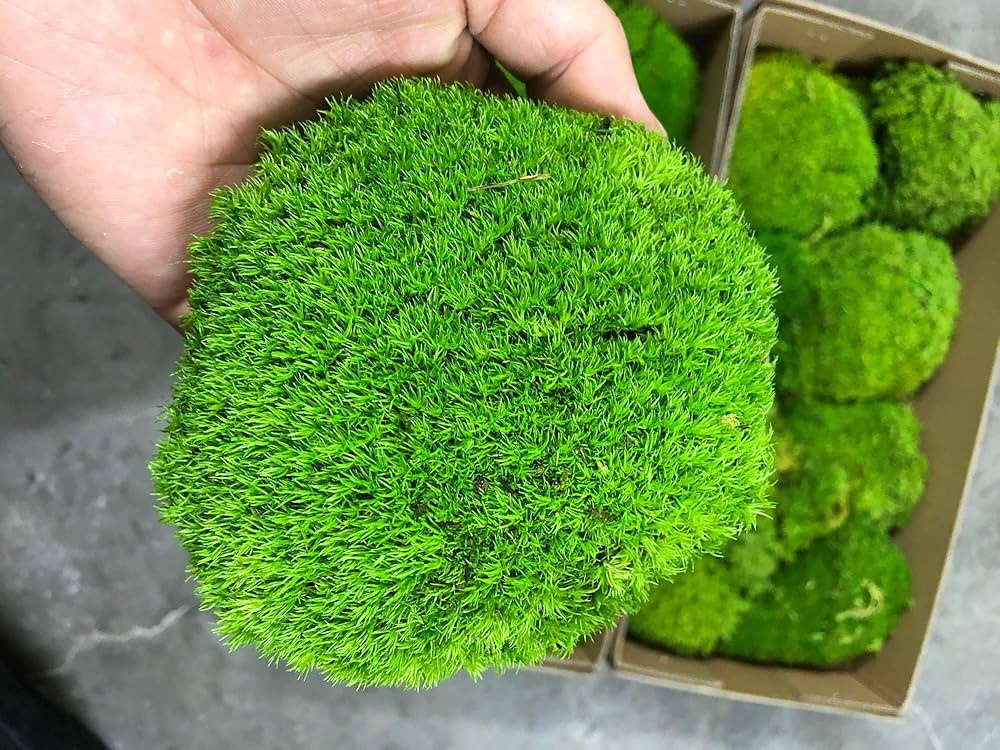 Preserved Pole Moss Pillow Bun Cushion Natural Green Decorative Real Natural Green DIY Kit Terrar... | Amazon (US)