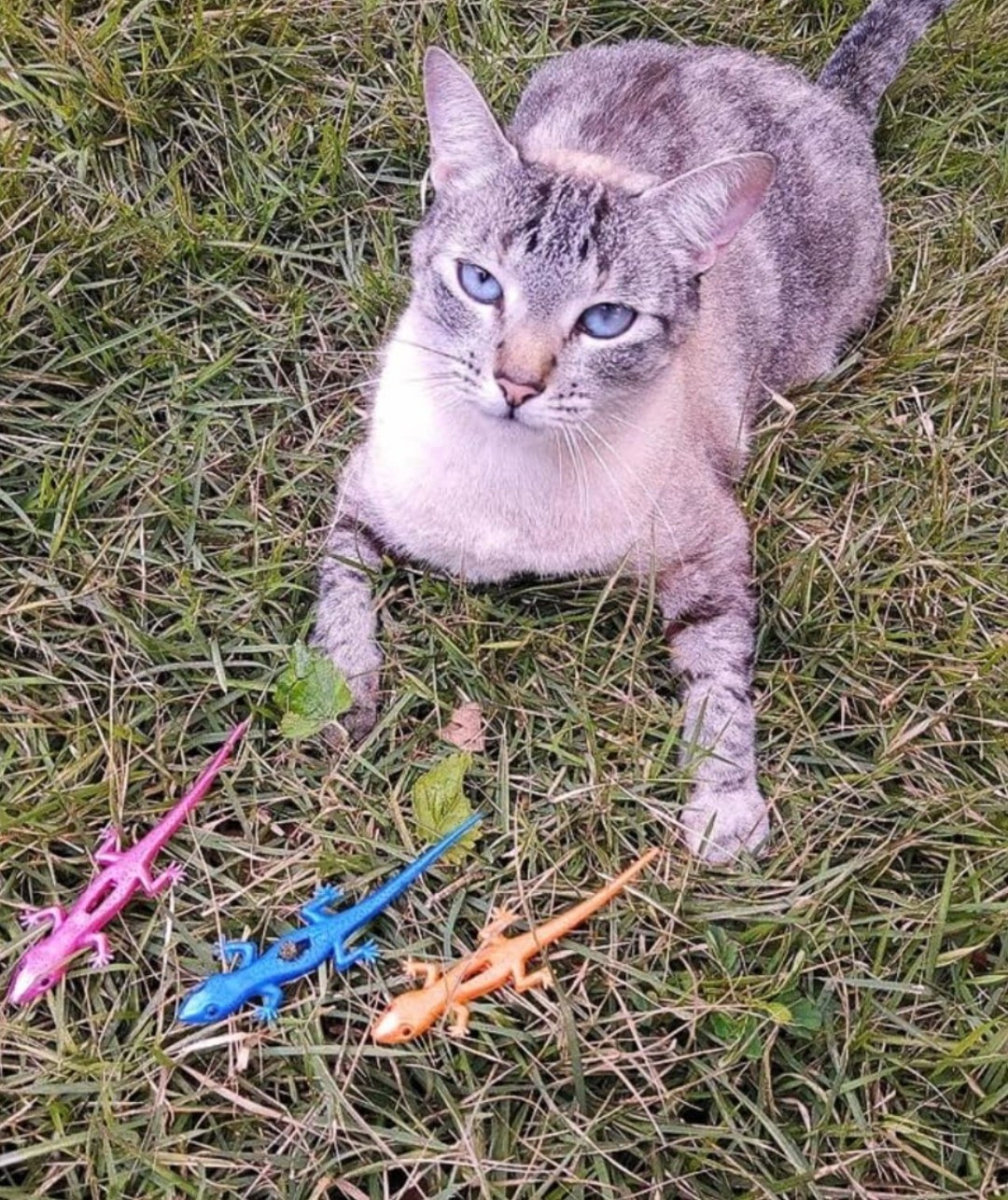 Proporcionar bem estar físico e metal para seu gato. Pet Gamers Brinquedo Intuitivo que Atiça de Maneira Divertida e Saudável o Instinto de Caça dos Felinos.

#LTKbrasil #LTKsalealert