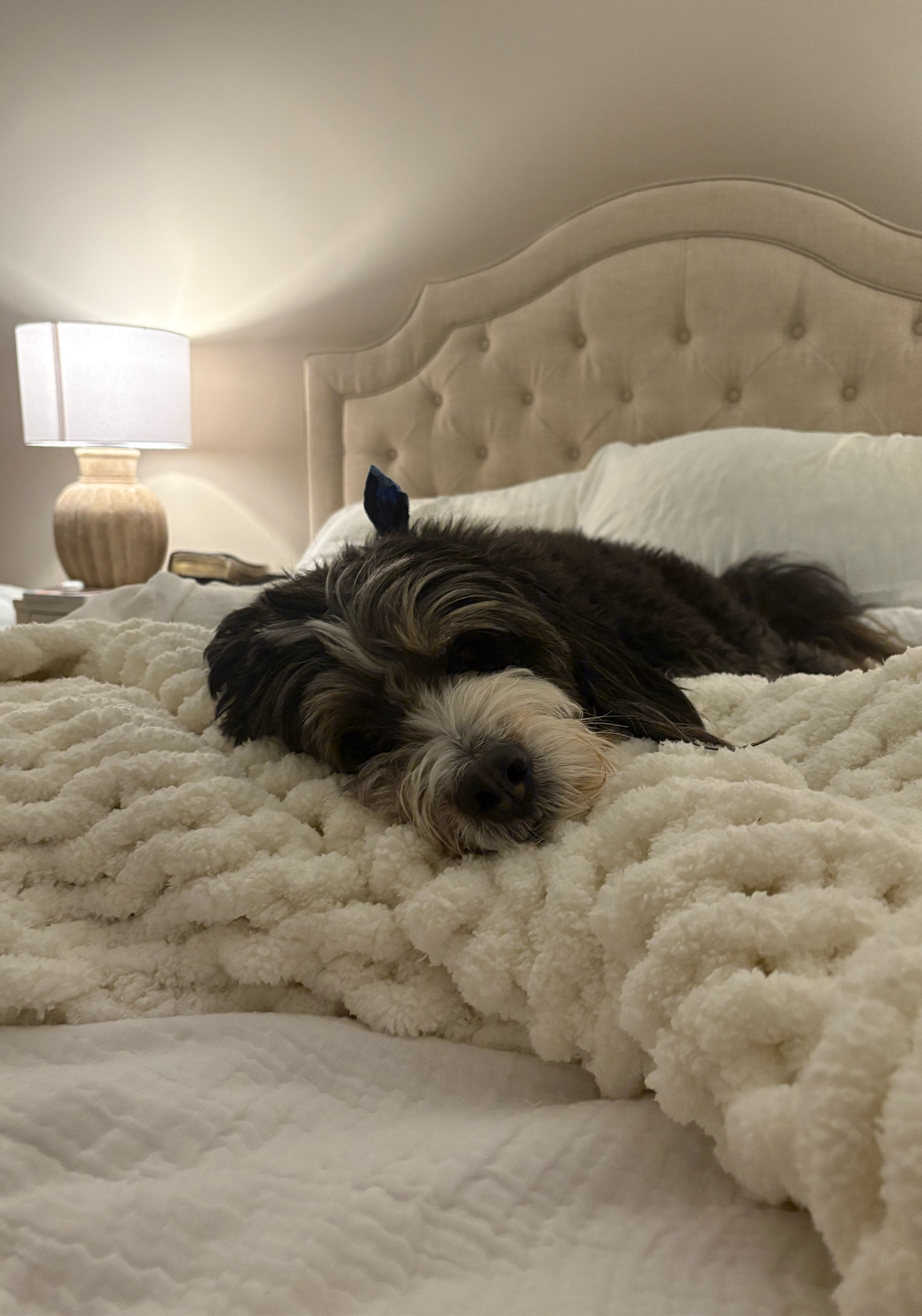 Comfy enough?




#LTKmorningroutine #LTKmomlife #LTKHome