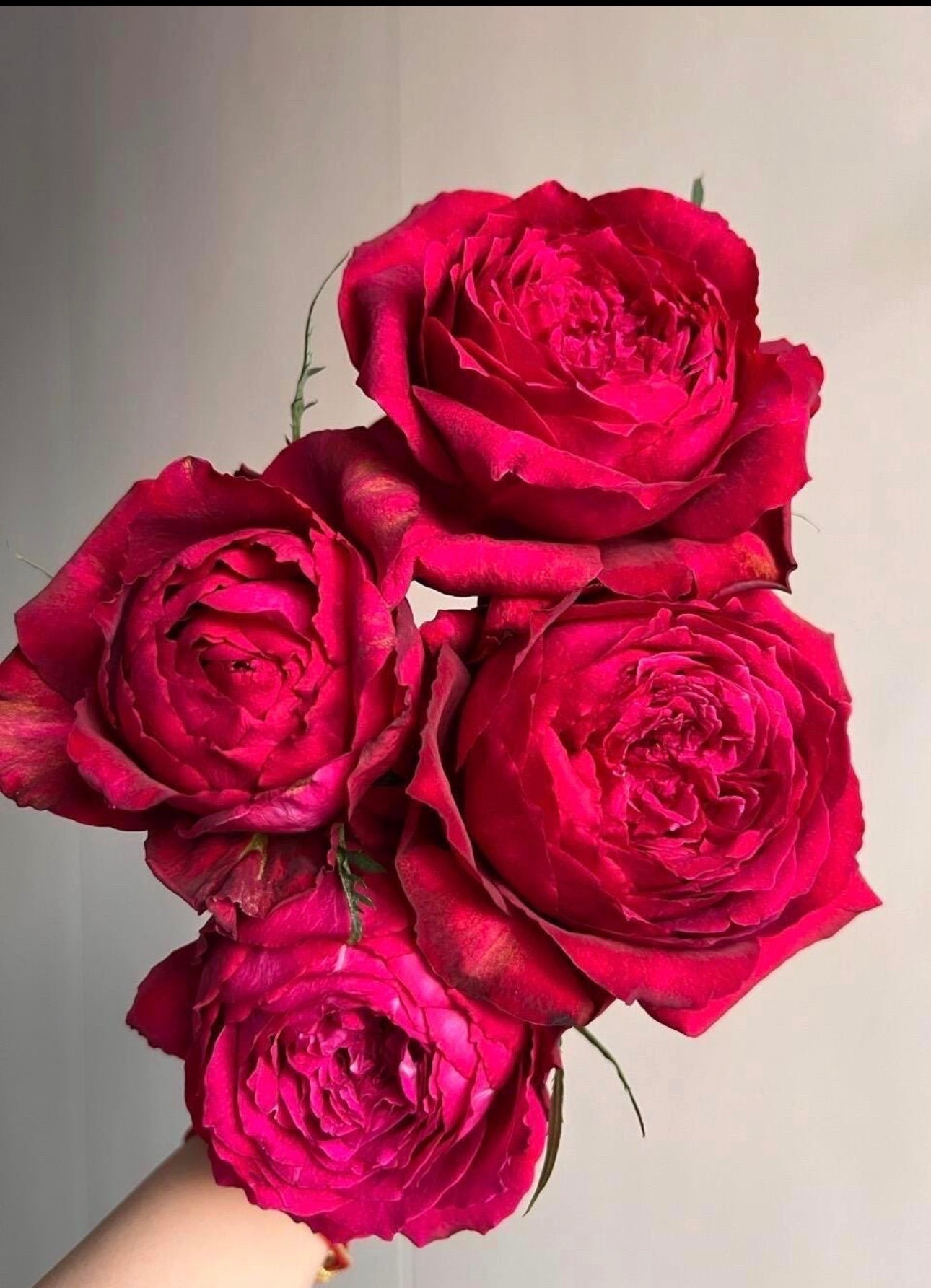 If you need Janice Kellogg in your life 

#LTKHome #LTKOver40 #LTKSeasonal