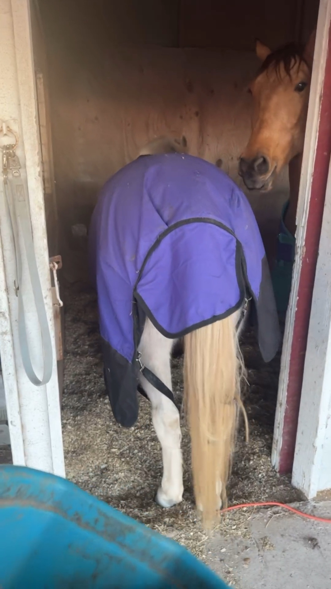 Now what? 🤭

country living, horse life, equine hour, equestrian chic, western wear, horses, horse girl, momandmanes, country life, western fashionn

#LTKSeasonal #LTKWatchNow #LTKFamily