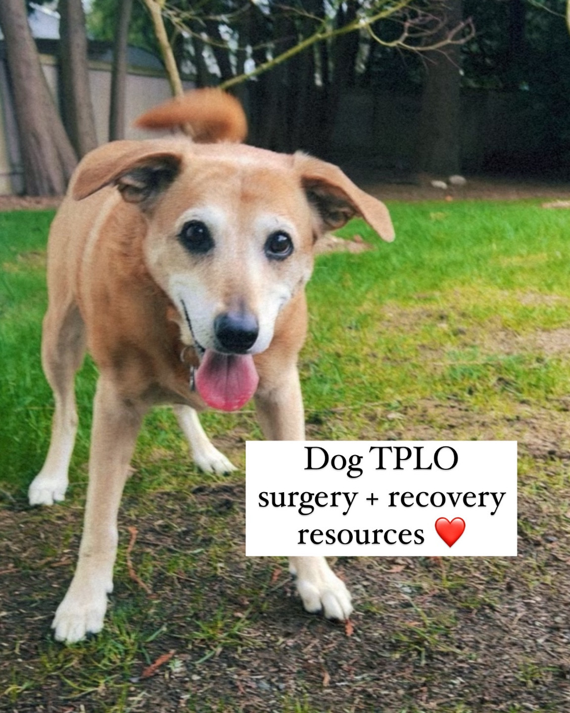 Sharing links to everything we used during our dog’s TPLO surgery + recovery!! ❤️‍🩹

dog surgery, dog knee surgery, dog recovery, dog toys, dog resources

#LTKFamily