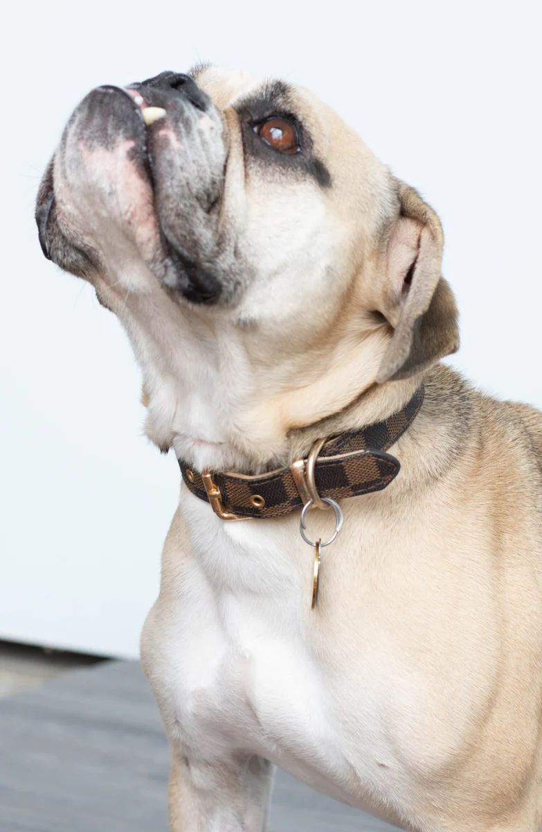 Brown Checkered Dog Collar- 5 sizes | Apricot Lane Boutique