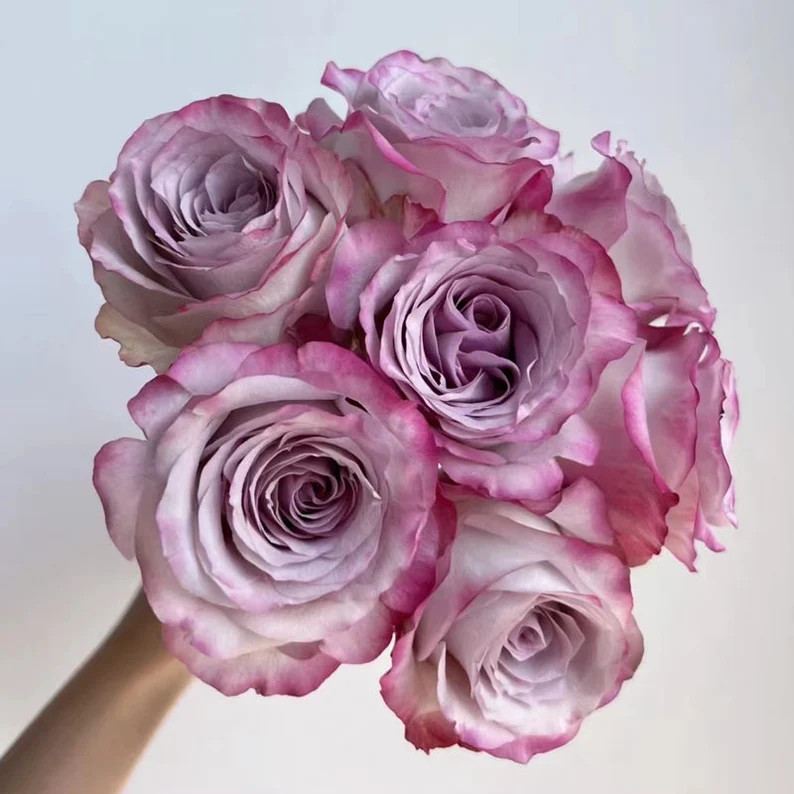 Rose “Glamorous+“气场 Rose Live Plant, Ownroot 6 inch | Etsy (US)