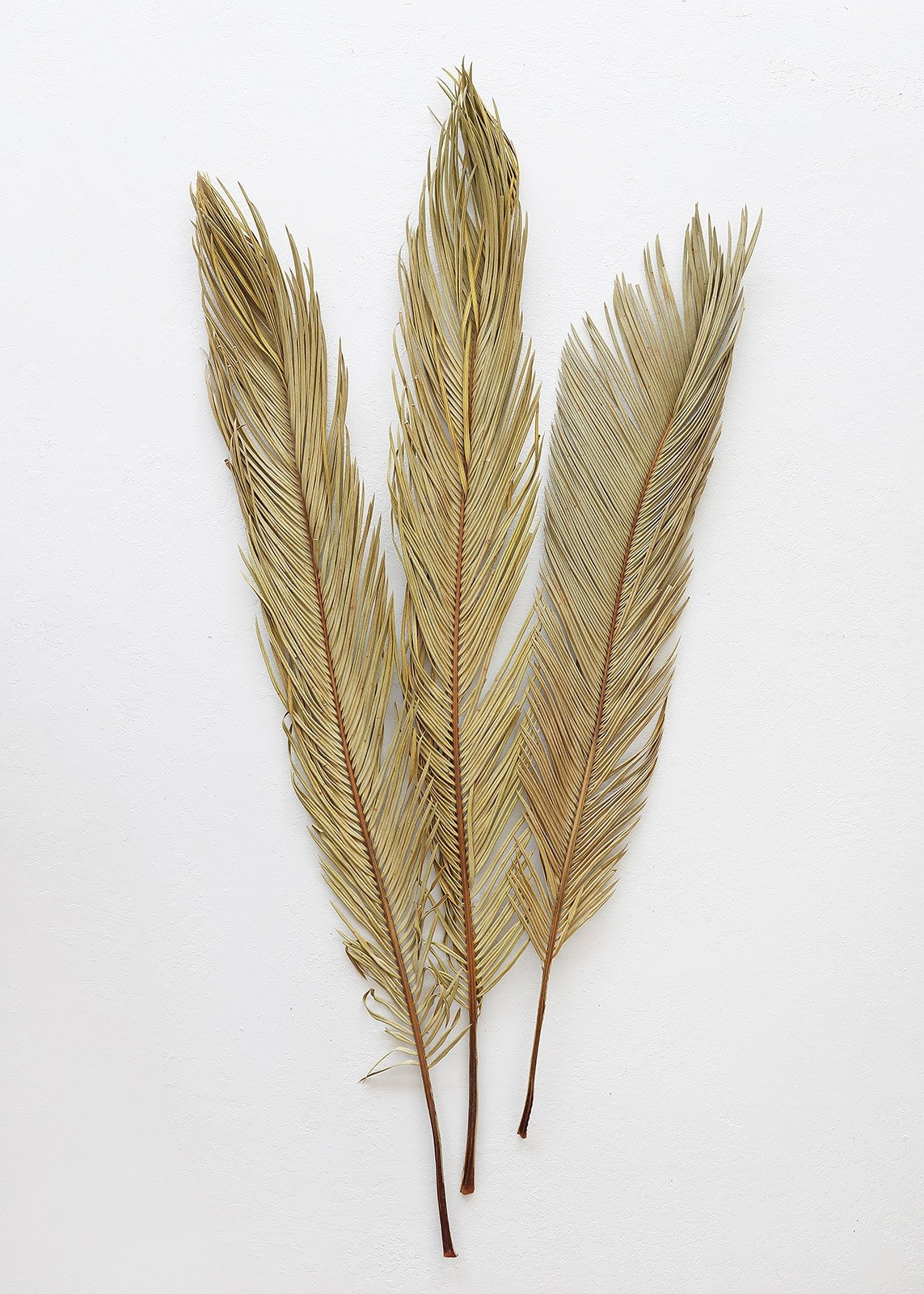 Dried Natural Cycas Palm -Bundle of 3 - 30-36" Tall | Afloral (US)