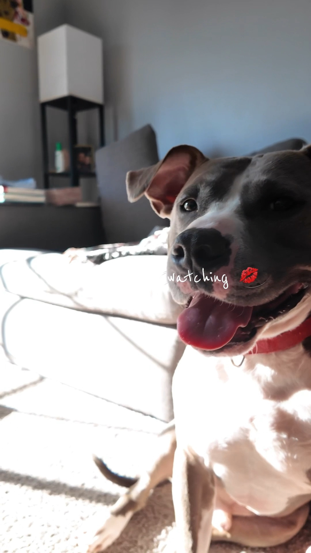 Tuck is very picky about his foods so we make sure to get his fave! Nutrish is gentle on his belly and his digestive system. Since he’s a rescue we’ve been using this Slow Eat Maze Bowl from Target. No more spitting up! #LTKpets 

#LTKdayinmylife