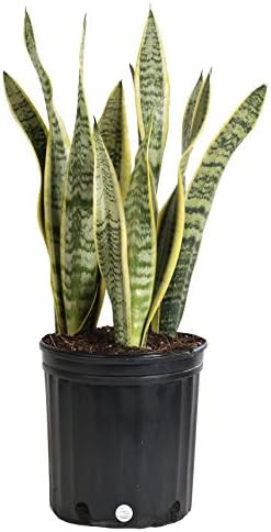 Costa Farms Snake Plant, Sansevieria laurentii, Live Indoor Plant, 2 to 3-Feet Tall, Ships in Grow P | Amazon (US)