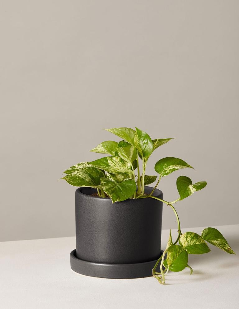 Marble Queen Pothos | The Sill