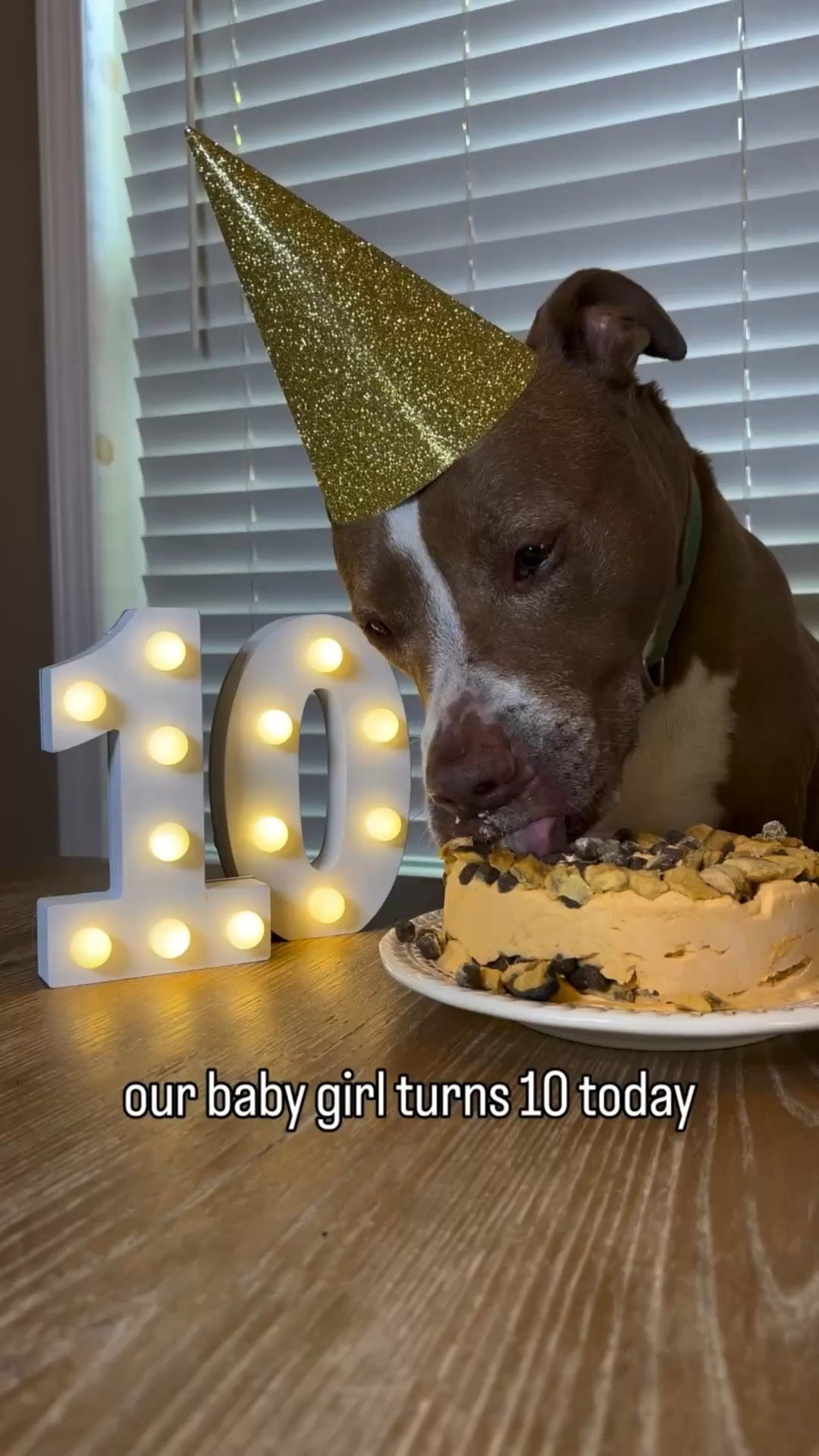our baby girl turned 10 today… and I wasn’t ready for this moment 🐾🥹

10 years of loving her 🤍

watch till the end 🥹

#dogbirthday #dogmomlife #familymoments #dogreels #birthday

#LTKfoodie #LTKmomlife #LTKstorytime
