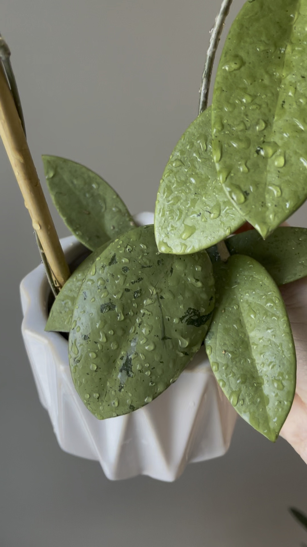 This Hoya Silver Dollar is in a clear pot inside a beautiful inexpensive decorative cover pot. The clear pots are lifesavers for me. I can easily monitor what’s going on in the medium, and I constantly see new white roots forming and I’m able to feel reassured that the plant is doing well. 

Liz’s personal Experience only…
🪴Light: under grow lights next to a window 
🪴Water: when no condensation shows on the side of the pot
🪴Avg Temp last 30 days: 71F
💦Relative Humidity last 30 days: 66.3%
👀Rareness: rare
🟤Growing Medium: coco husks 
🪴Pot size: 3”
💩Fertilizer frequency: about every other watering with a fertilizer that contains macro & micronutrients, it’s the best I’ve found for Hoyas yet!🪴
🪴Time In My Care: 2 years 
🪴Would Liz recommend: yes since it’s soooo beautiful in person and an easy grower!

#indoorplants #plants #hoya #gardening #planter

#LTKFindsUnder50 #LTKHome