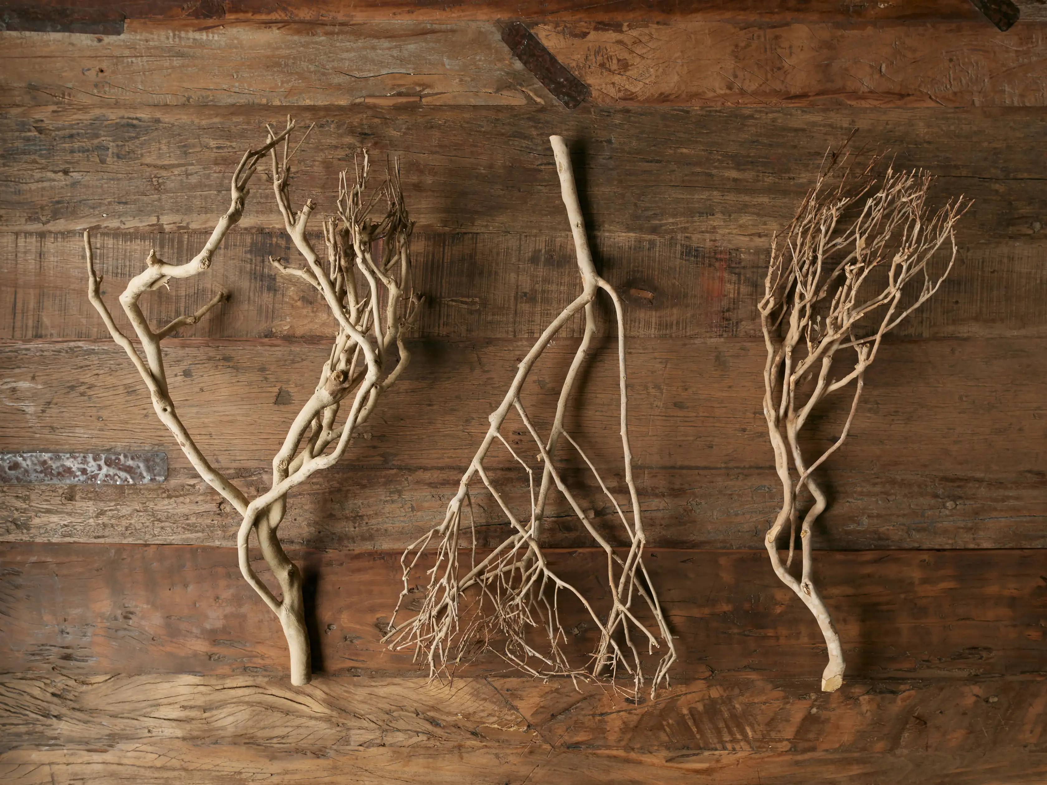 Natural Tea Tree Branch | Arhaus