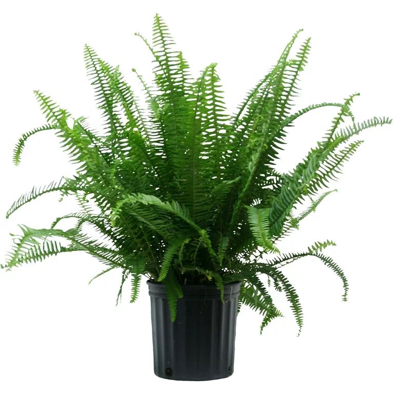 Costa Farms Live Indoor 2ft. Tall Green Kimberly Queen Fern, Indirect Sunlight, Plant in 10in. Gr... | Walmart (US)
