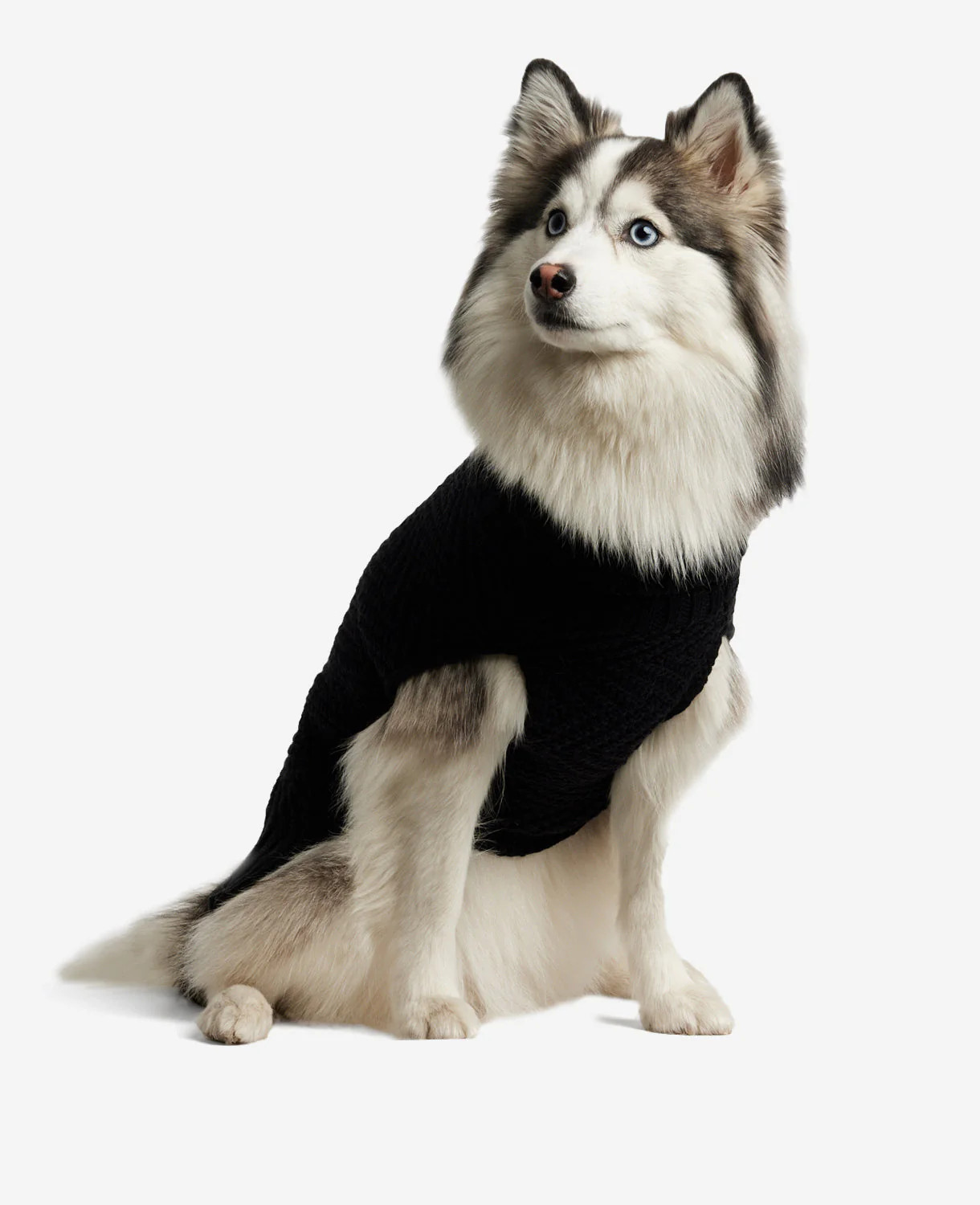 Kenneth Cole | Cable Knit Dog Sweater in Black, Size: XS | Kenneth Cole