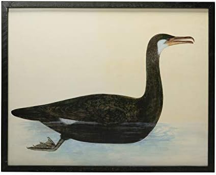 Creative Co-Op Wood & MDF Framed Vintage Reproduction Bird Image, Black Wall Décor | Amazon (US)