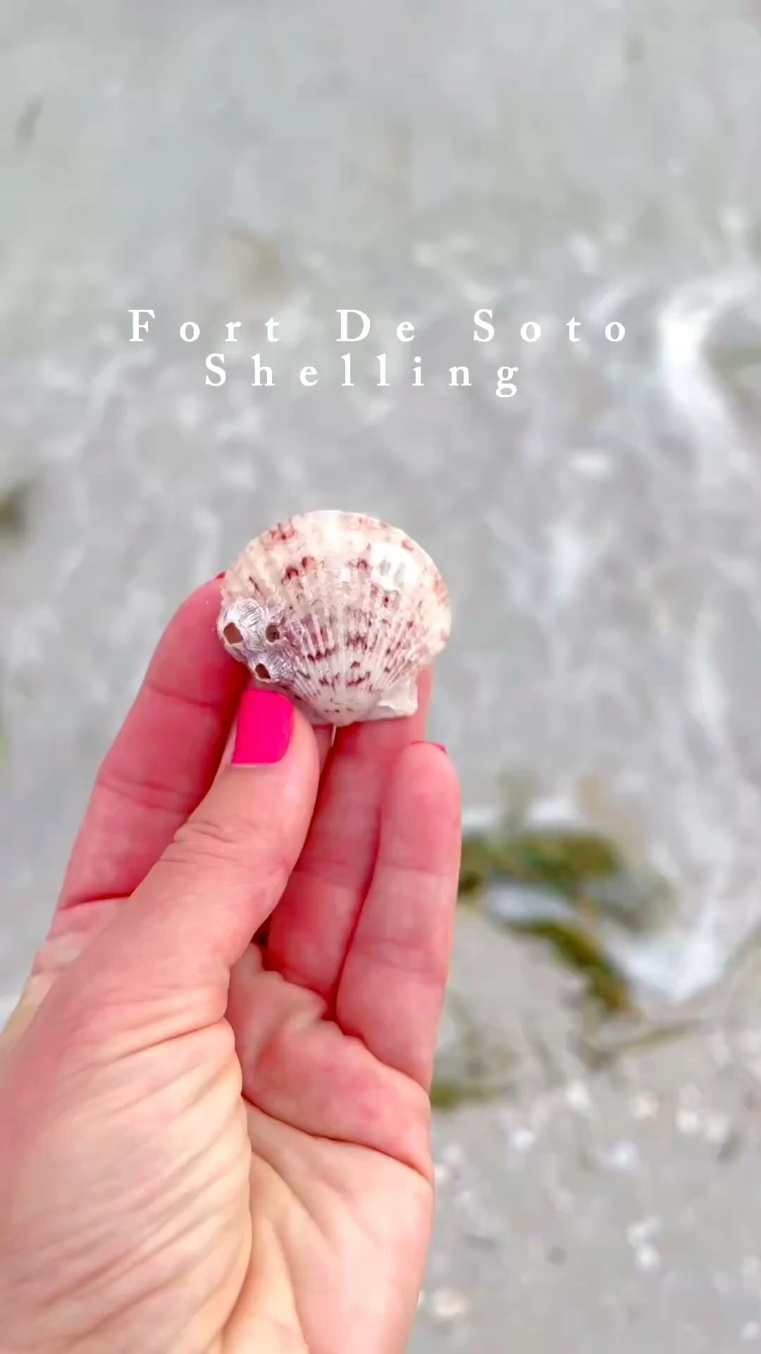 🐚FORT DE SOTO BEACH: I hit the mother load of scallop shells this weekend! 

🐚I’m fascinated by the intricate details that each shell displays.

🐚Linking my waterproof rubber beach bag and other shelling must haves!

🐚The best location to find seashells at Fort De Soto State Park is the North Beach at Fort De Soto.

#fortdesoto #fortdesotobeach #shelling @jtstjtst11

#LTKSwim #LTKTravel