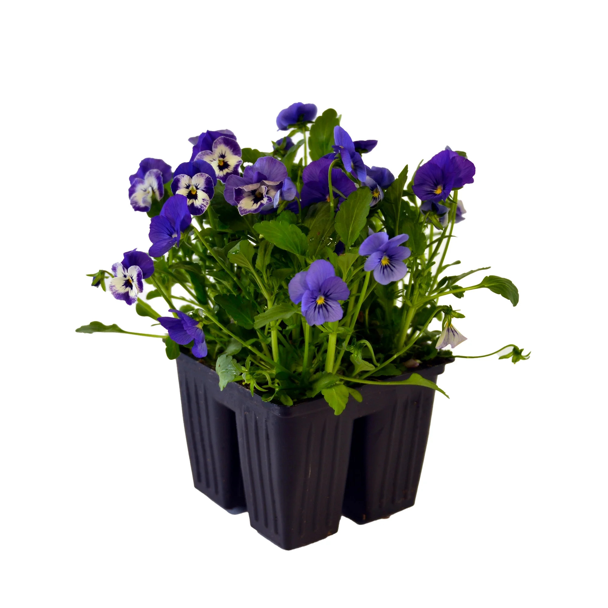 Expert Gardener - 4 Pack Multicolor Viola Sorbet Mix Annual Flowers - Live Plants | Walmart (US)