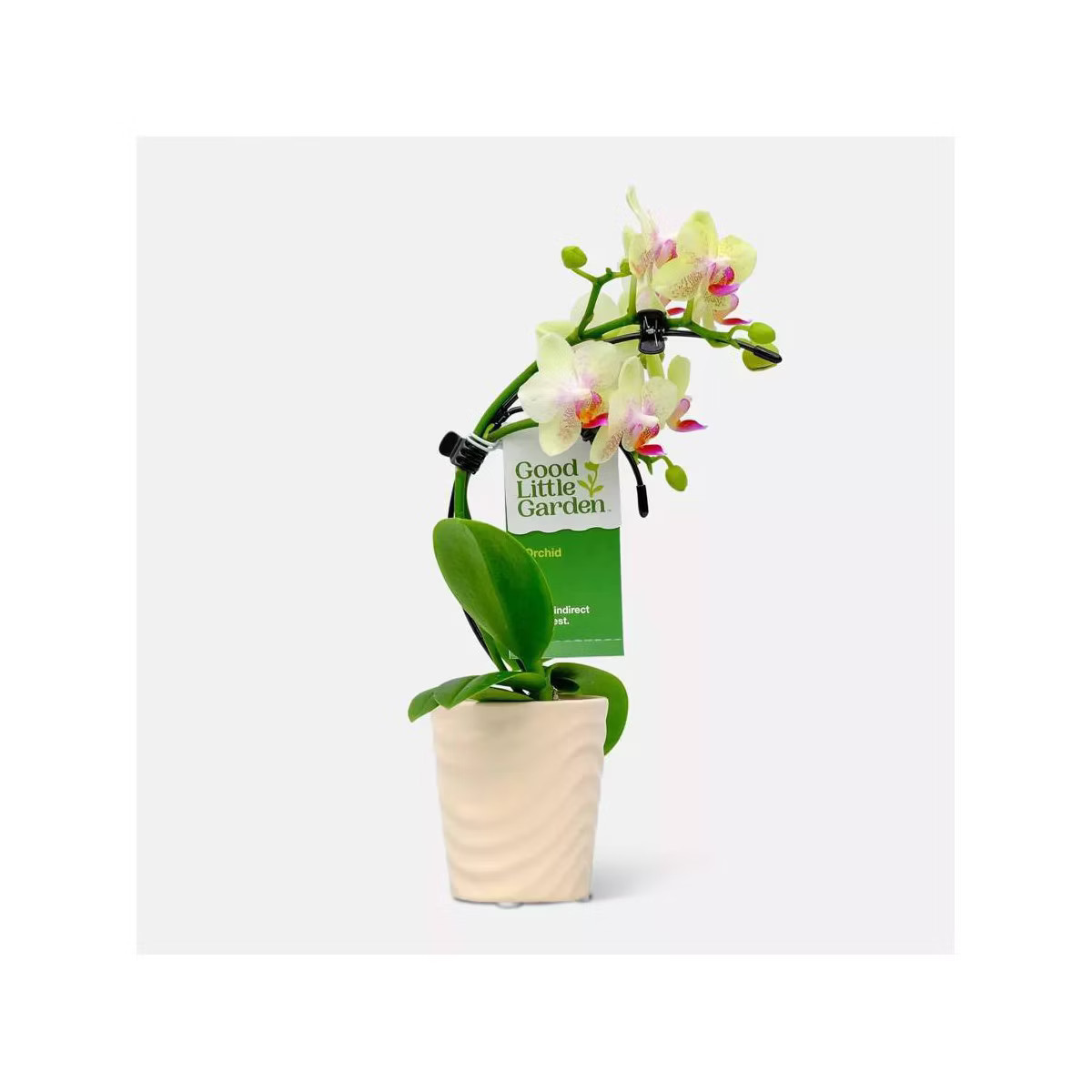 Live 2" Wave Orchid Potted Plant (Colors May Vary) - Good Little Garden™ | Target