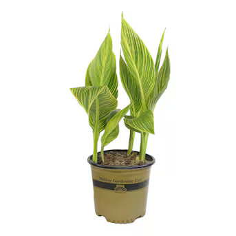 Altman Plants Gold Canna in 4-Quart Planter Lowes.com | Lowe's
