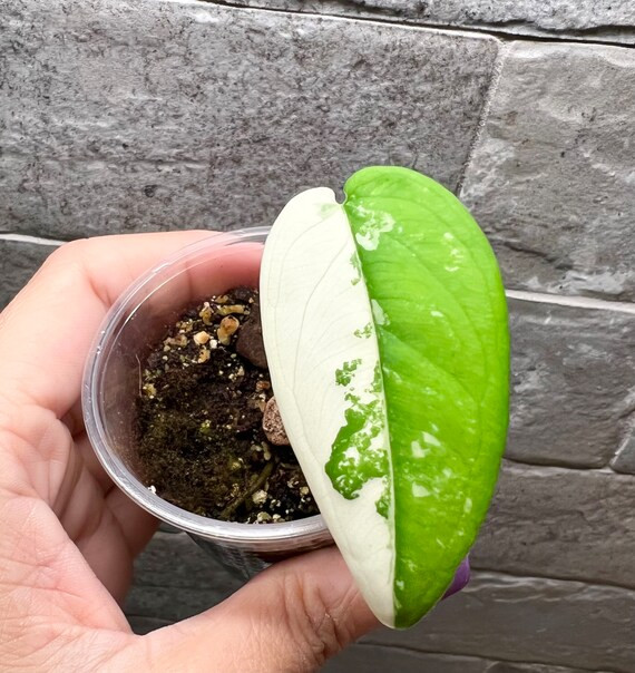 Sygonium Chiapense Variegated - RARE - US seller - Not an import - Grown from Propagation in the ... | Etsy (US)