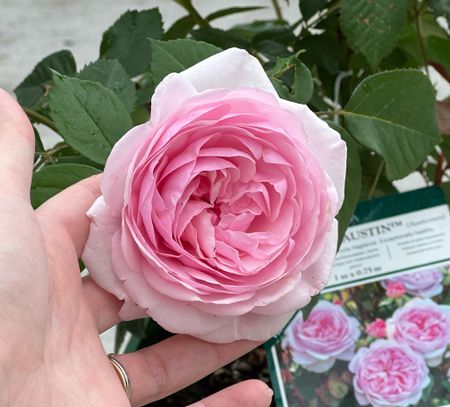 Pink rose ‘Olivia Rose Austin’ by the wonderful David Austin Roses #garden #rose #roses 