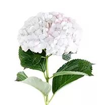 Jumbo Hydrangea - Antique Pink (20 stems) | Sam's Club