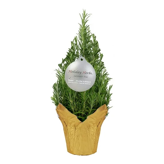 Live Aromatic Christmas Tree Shaped Rosemary in Deco Cover - Naturally Improves Breathing - Beaut... | Walmart (US)
