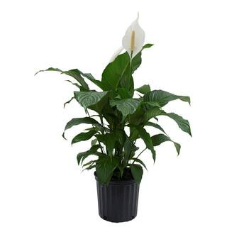 Costa Farms Spathiphyllum Sweet Pablo in 9.25 in. Grower Pot 10SPATHSWEET - The Home Depot | The Home Depot