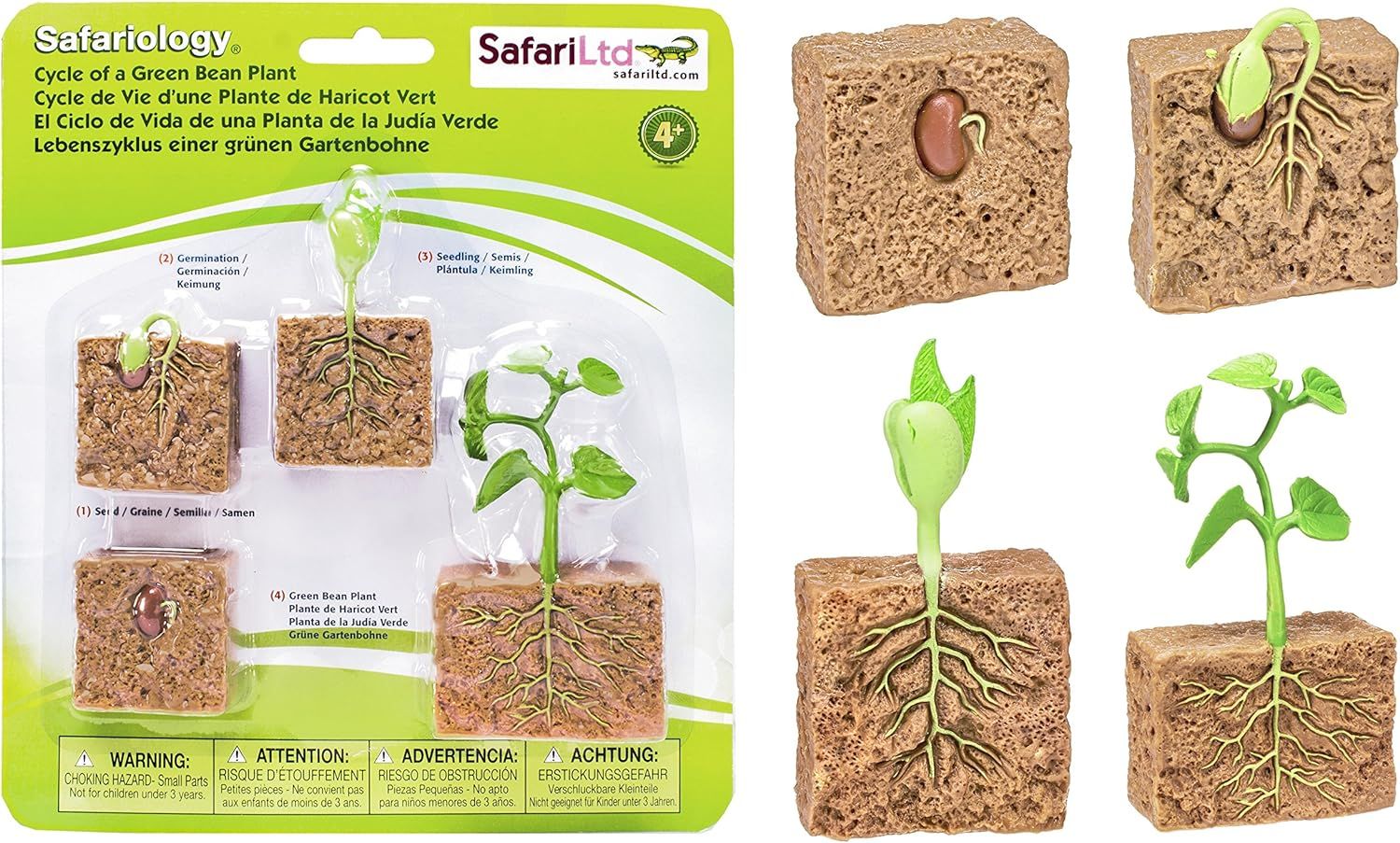 Safari Ltd Life Cycle of a Green Bean Plant | Amazon (US)