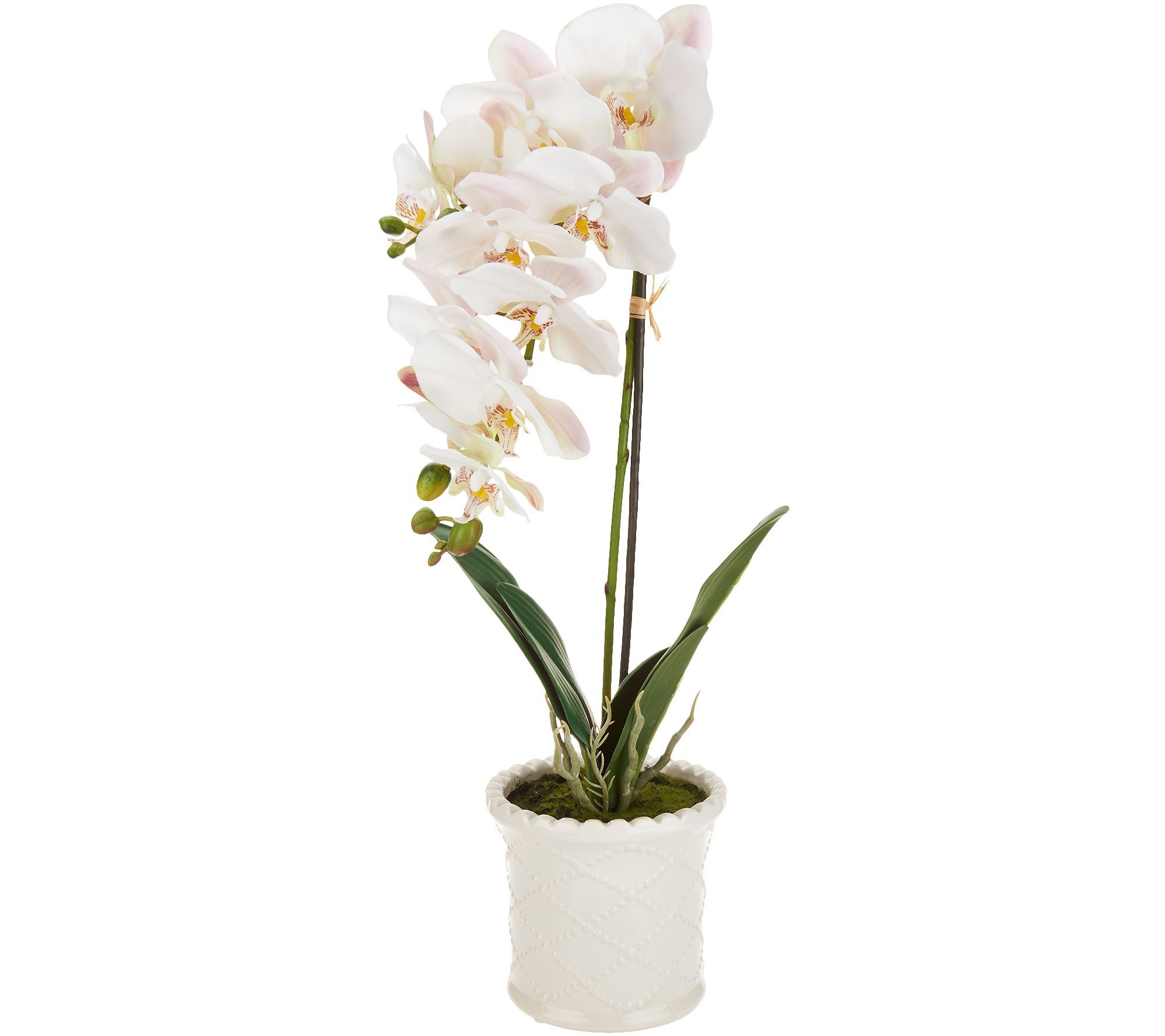 22" Orchid in Ceramic Pot with Hobnail Detail by Valerie | QVC