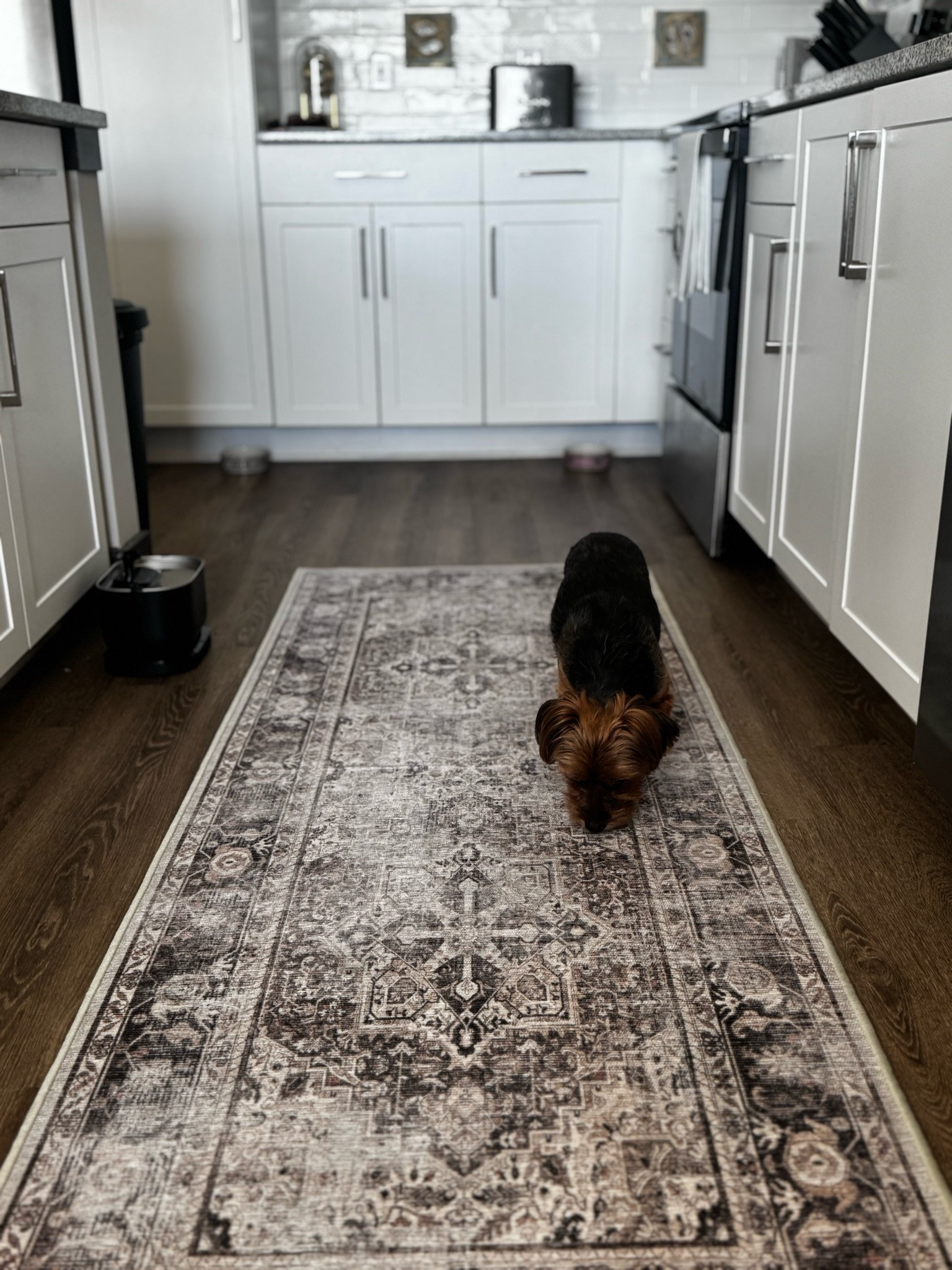 Apartment Therapy: Washable rugs for dog lovers. 

Scroll to shop. 

#LTKPet

#LTKHome #LTKSeasonal