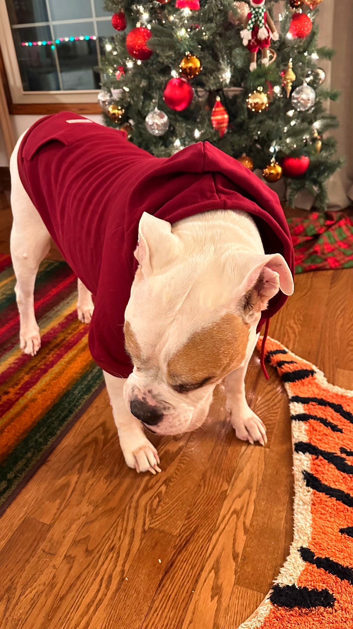 Dog’s winter hoodies, the fabric is so soft and completely, great quality and can match with dog owner.

#holidayoutfit #holiday #dogs

#LTKGiftGuide #LTKHoliday #LTKCyberWeek