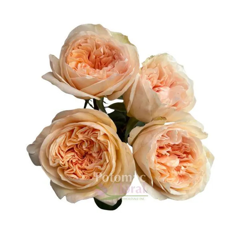 Rose “tie-dye" Live Plant - Etsy | Etsy (US)