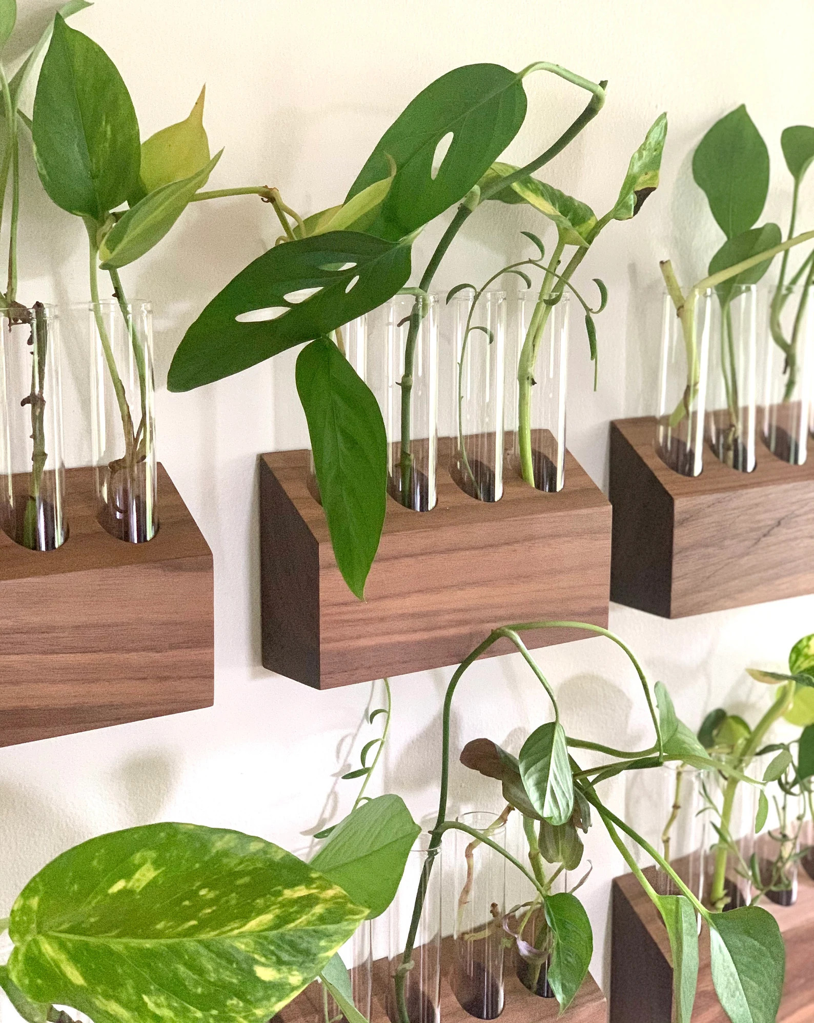 Wall Propagation Station | Plant Decor | Propagation Cube | Test Tube Stand | Etsy (US)
