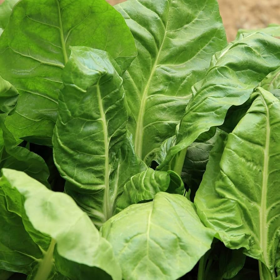 Premier Seeds Direct - Spinach Seeds - Perpetual Approx 500 Seeds | Amazon (UK)