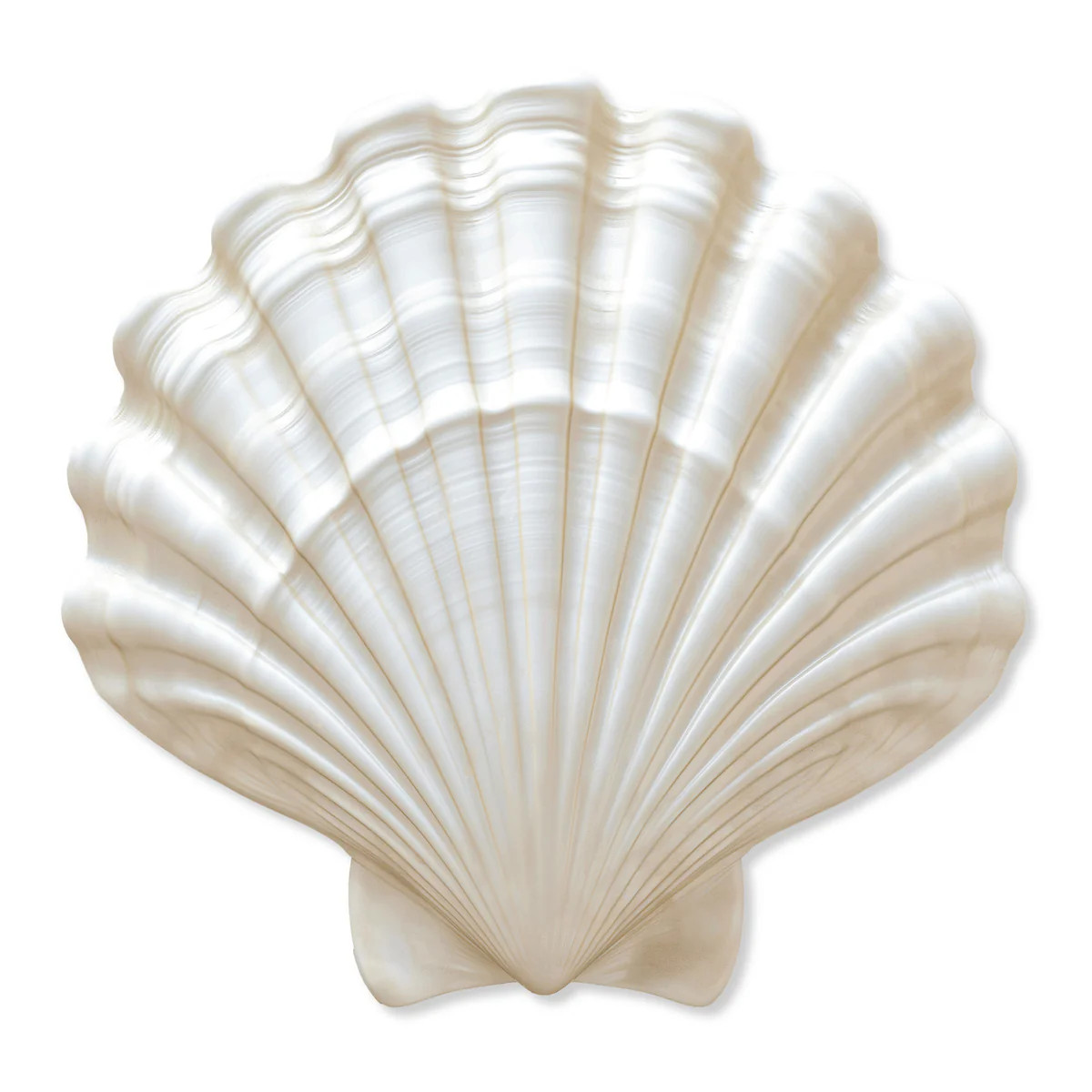 Fan Shell 3 | Acrylic Silhouette | Oliver Gal