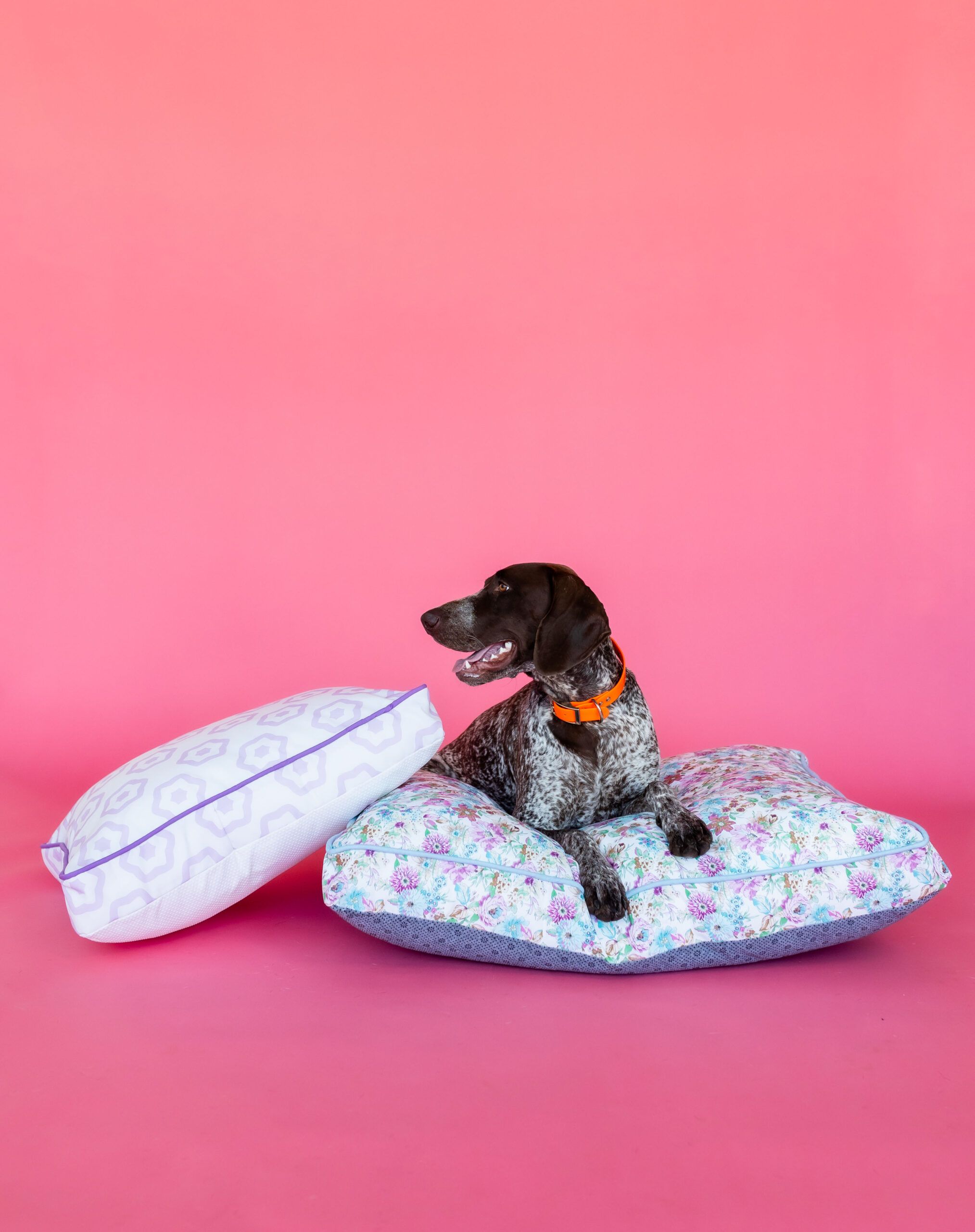 Build Your Own – Dog Bed | shop ten 25