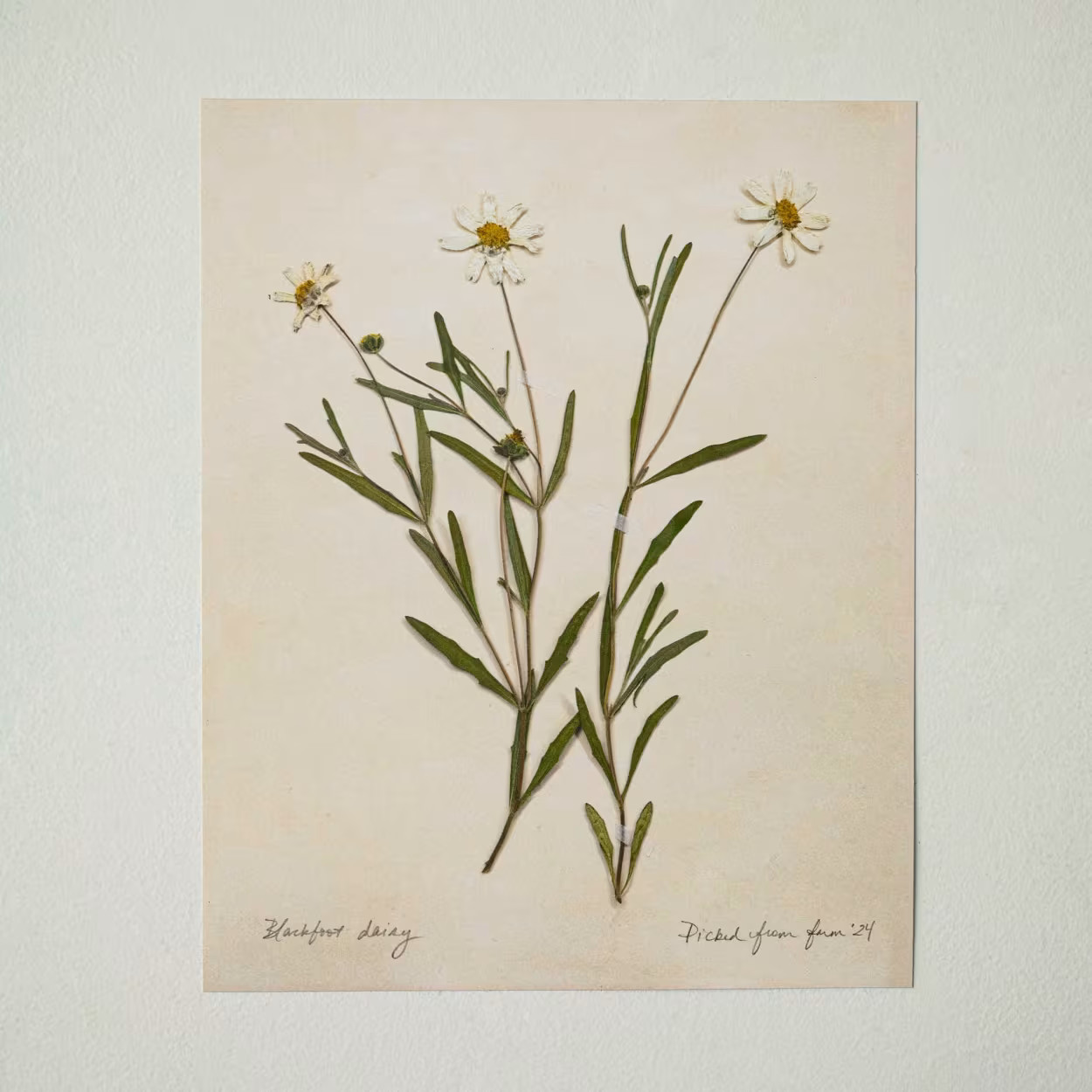 Jo's Hand Pressed Herbarium Prints - Blackfoot Daisy '24 | Magnolia
