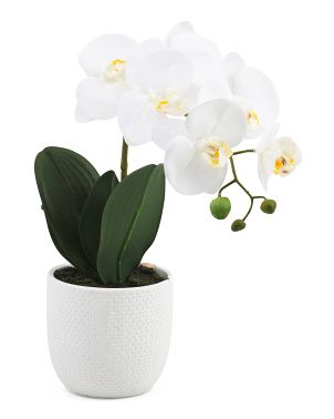 White Orchid In Cobblestone Pot | TJ Maxx