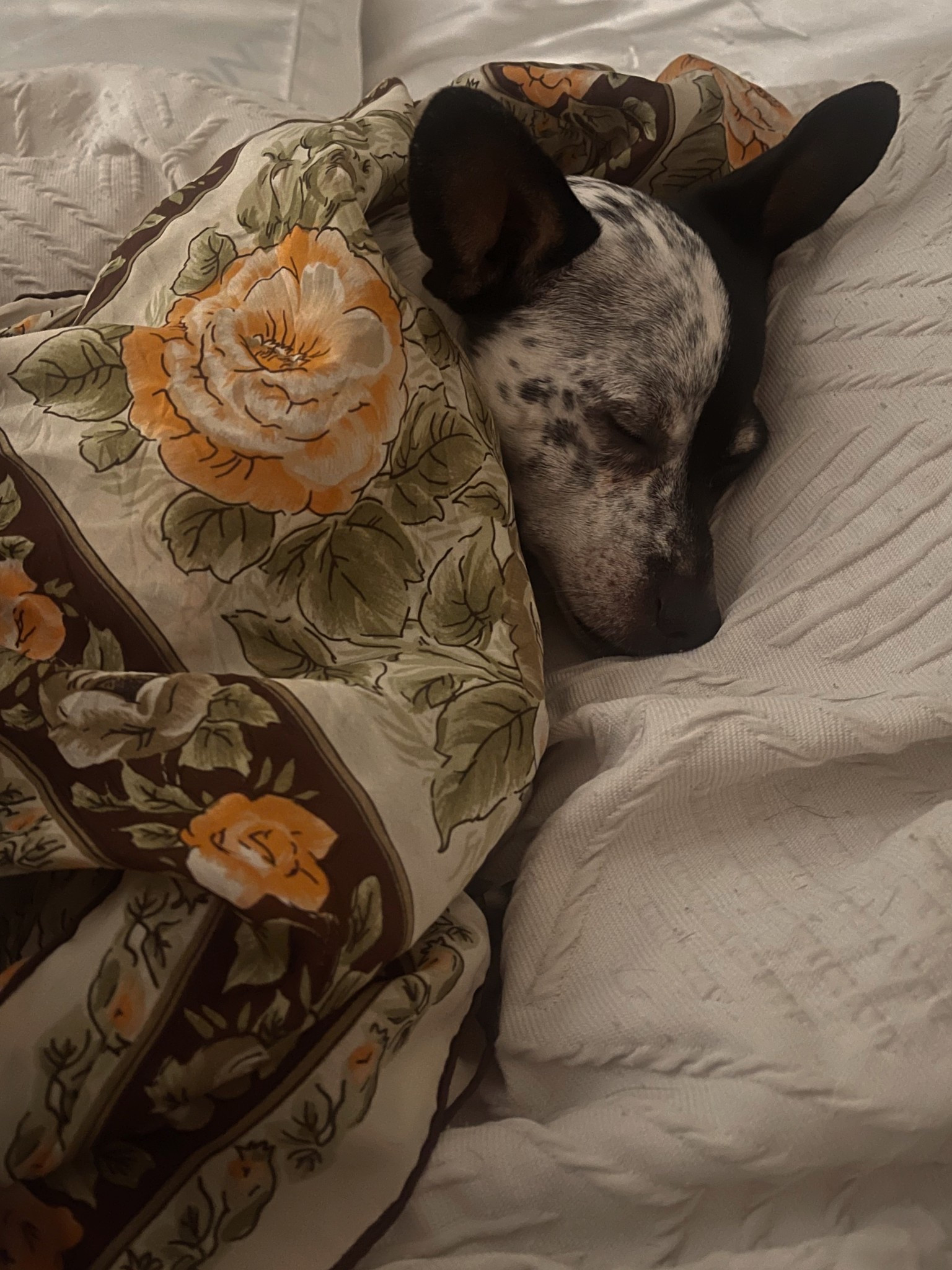 Fresh white blankets and a floral scarf… apparently make the perfect nap setup (at least according to my dog 🥹🤍)

Linking cozy blankets and flower print scarves here

#LTKHome #LTKSpringSale #LTKdayinmylife