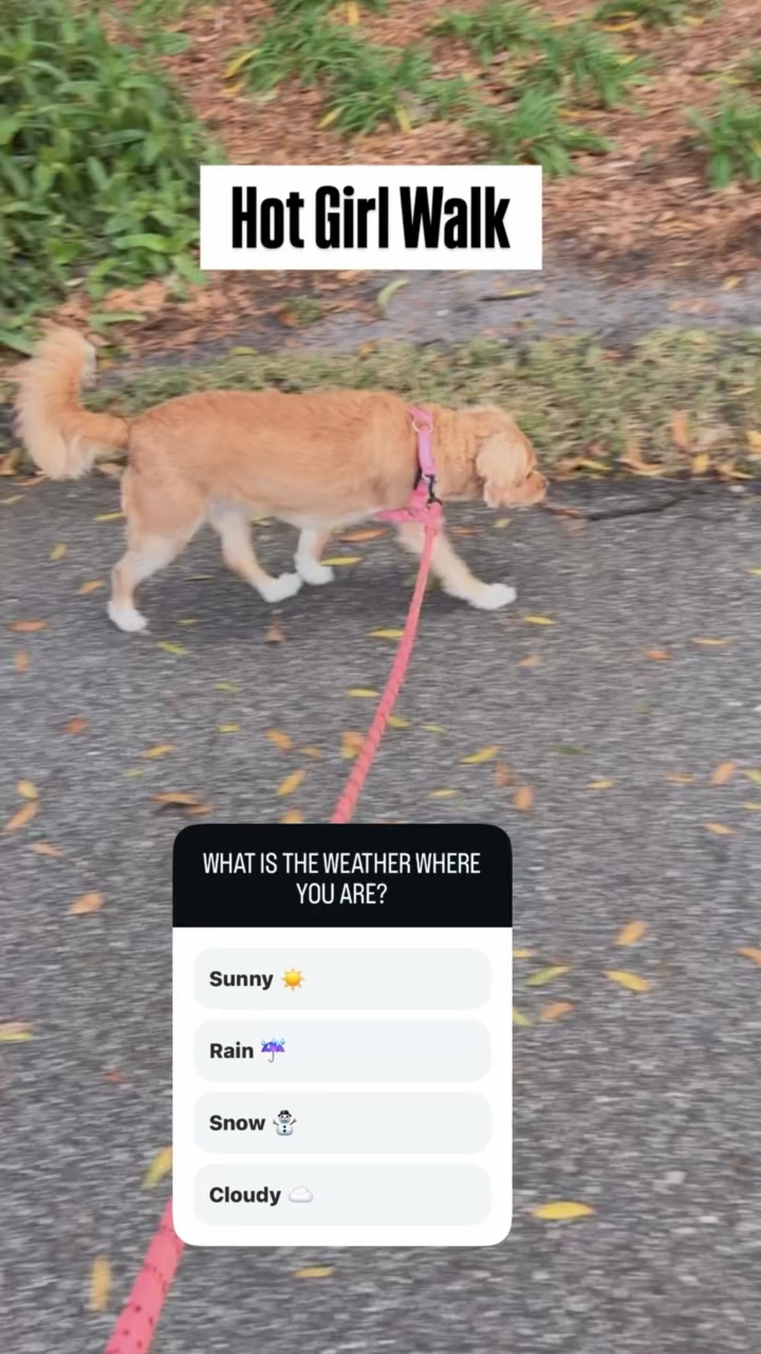 Hot Girl Walk! What’s the weather where you live? Follow @WriteSarahHoney! Shop Must Have Dog Items! 

#dogs #cavapoo #Musthave #dogsofinstagram 



#LTKfitnessgoals #LTKdayinmylife #LTKmorningroutine