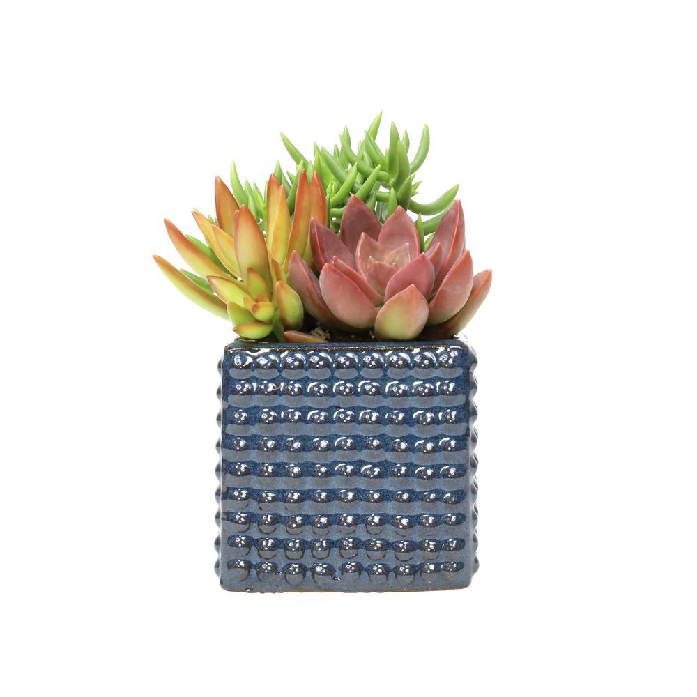 ALTMAN PLANTS 3 in. Slate Blue Mini Square Glazed Clay Hobnail Succulent Garden Home Depot | The Home Depot