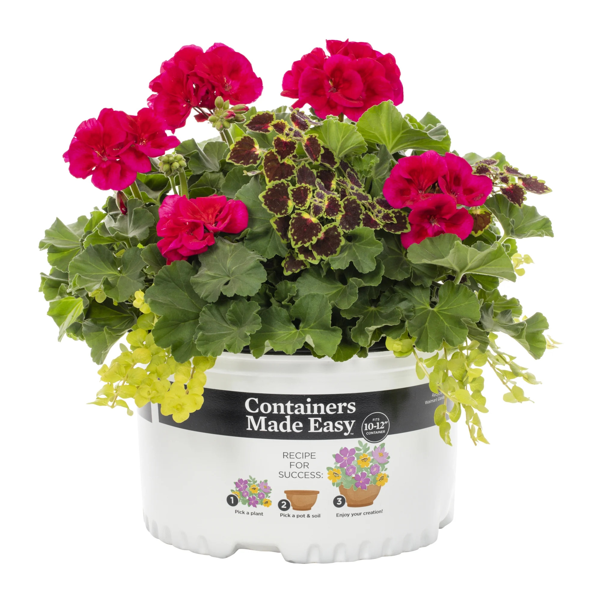 Better Homes & Gardens 1.5gal Multicolor Coleus Geranium Live Annual Plant Sun | Walmart (US)