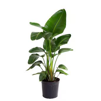 Costa Farms White Bird Of Paradise House Plant in 10-in Pot | Lowe's