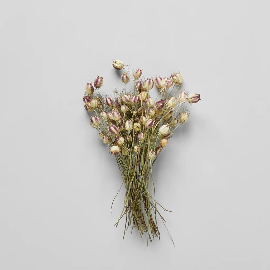 Dried Nigella Pods | Bloomist